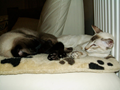 cats1